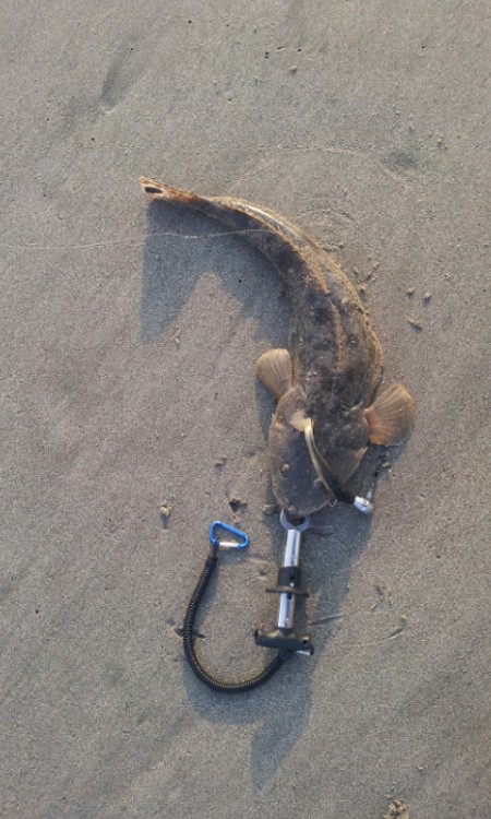 マゴちんゲット♪